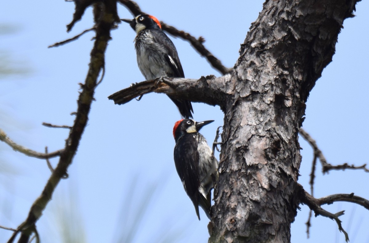 Acorn Woodpecker - ML620282444