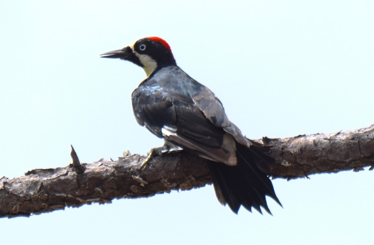 Acorn Woodpecker - Nestor Herrera