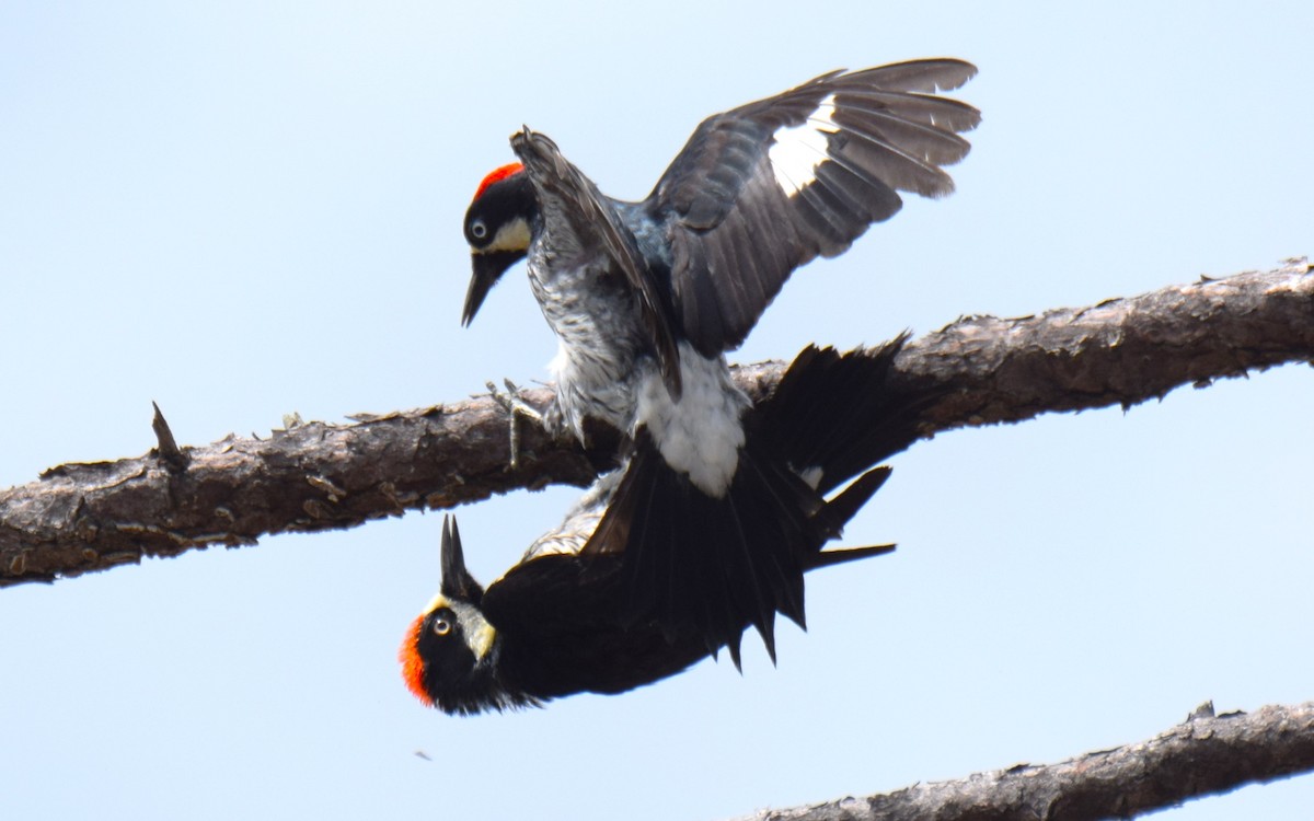 Acorn Woodpecker - ML620282447