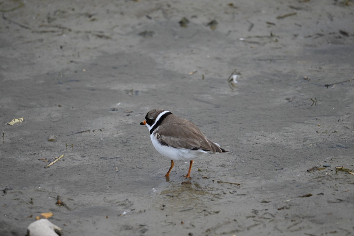 Semipalmated Plover - ML620282449