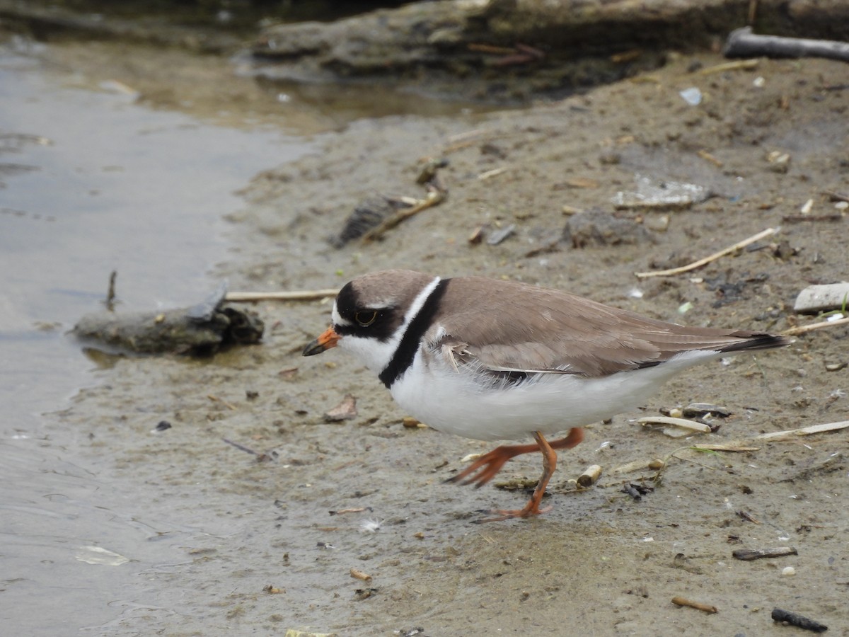 Semipalmated Plover - ML620282450