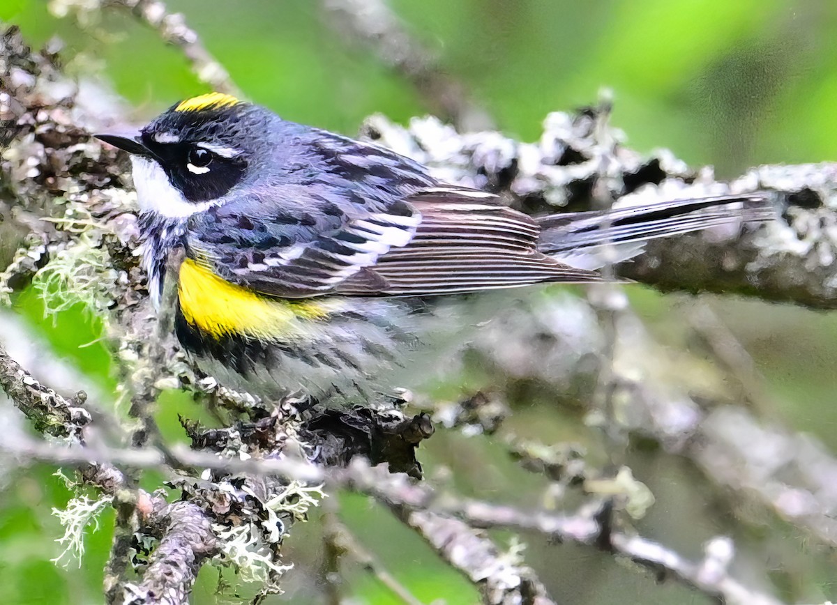 Yellow-rumped Warbler - ML620282451