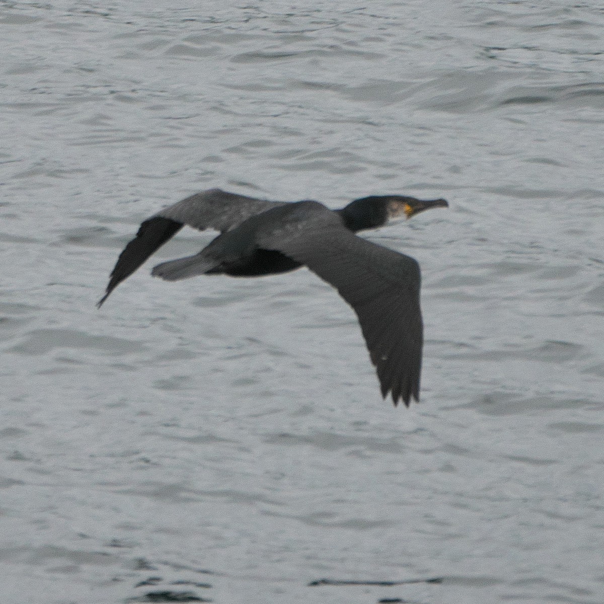 Japanese Cormorant - Paul Tavares