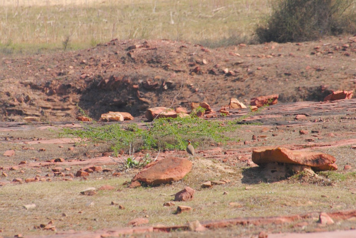 Indian Courser - ML620282461