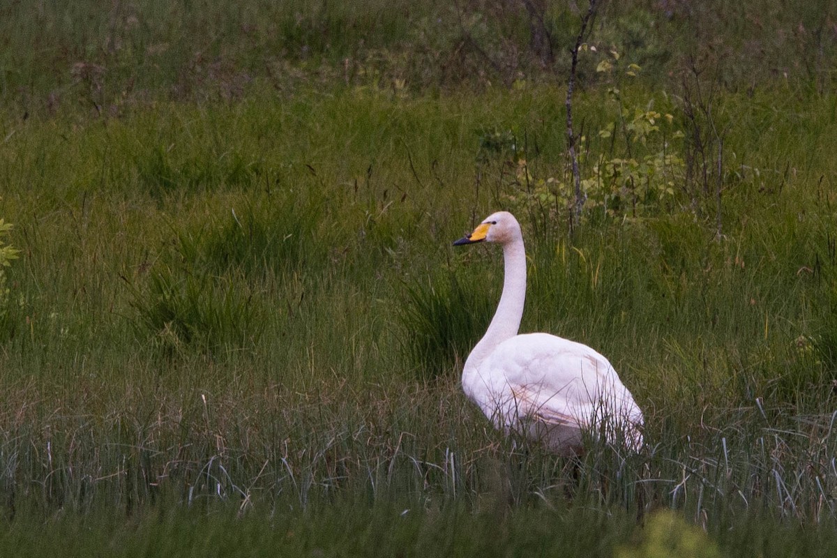 Whooper Swan - ML620282464