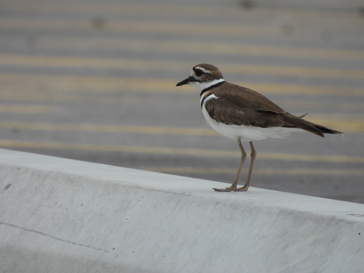 Killdeer - ML620282468