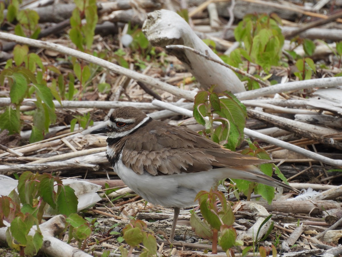 Killdeer - ML620282469