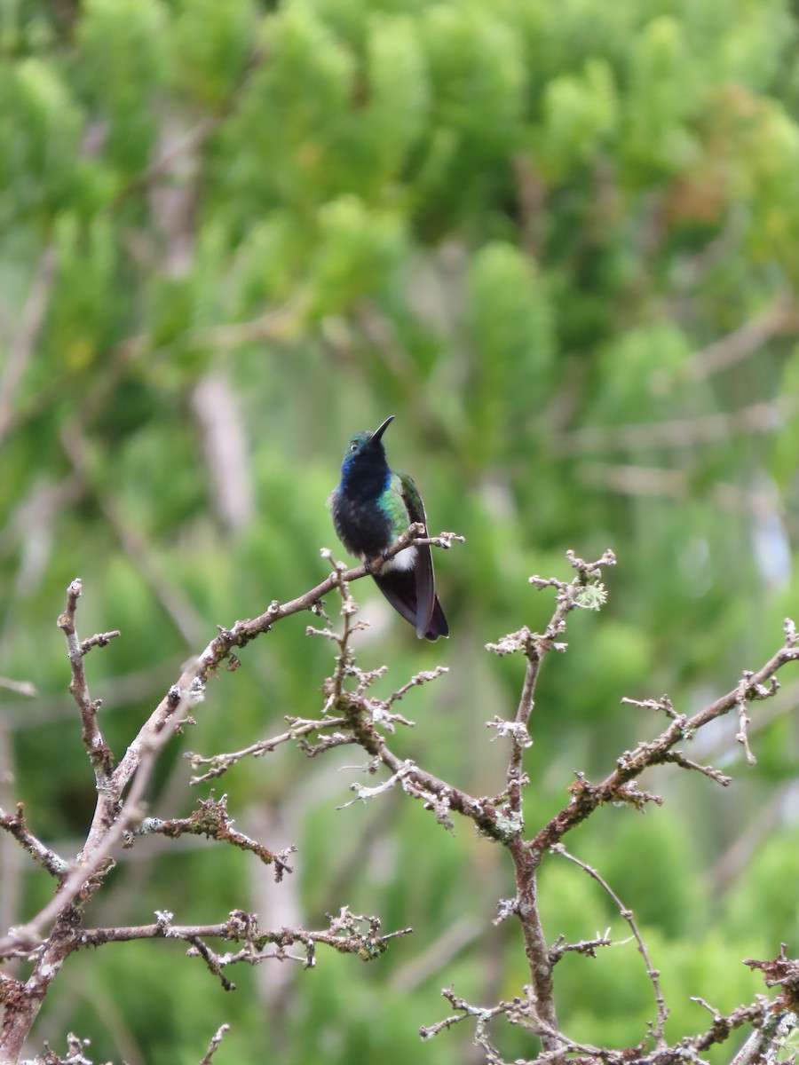 Black-throated Mango - ML620282470