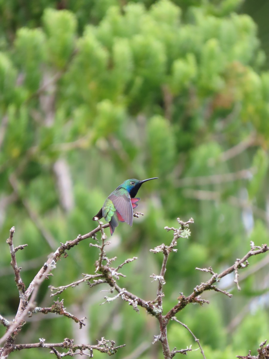 Black-throated Mango - ML620282471