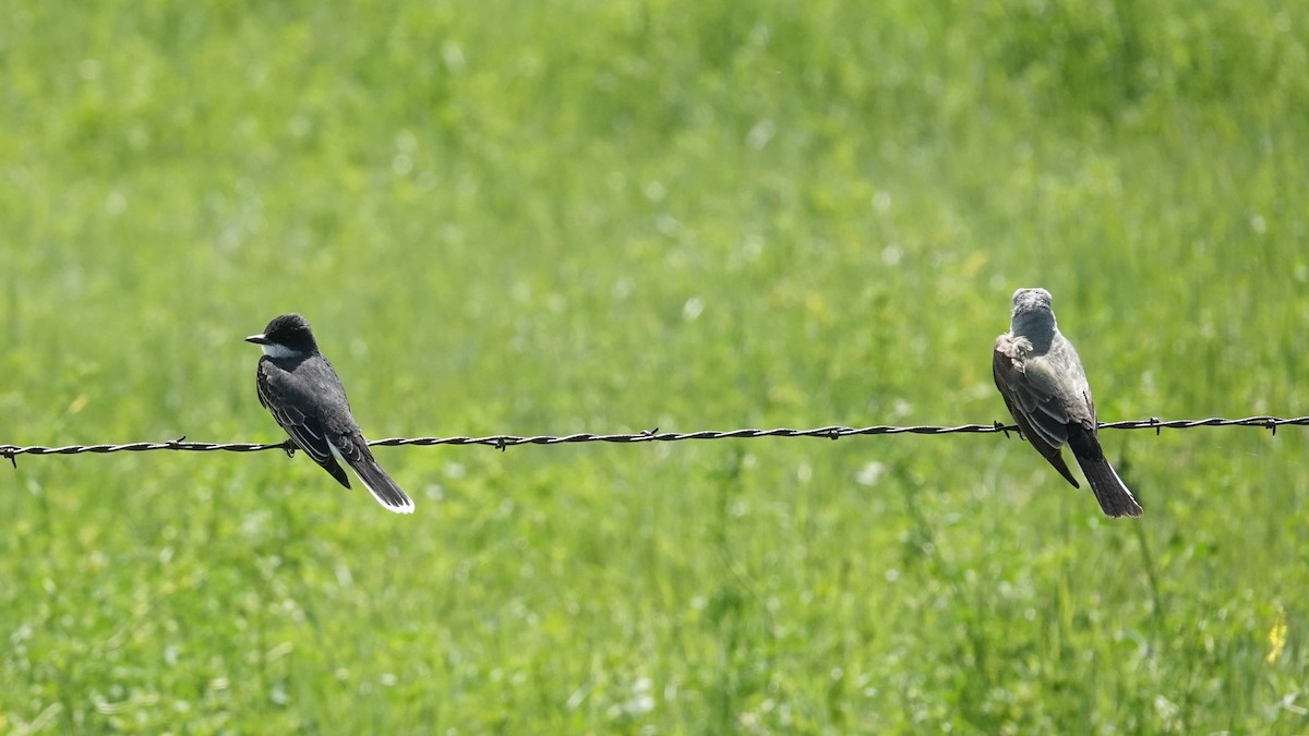 Eastern Kingbird - ML620282472