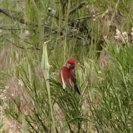 ub. fink (Fringillidae sp.) - ML620282474