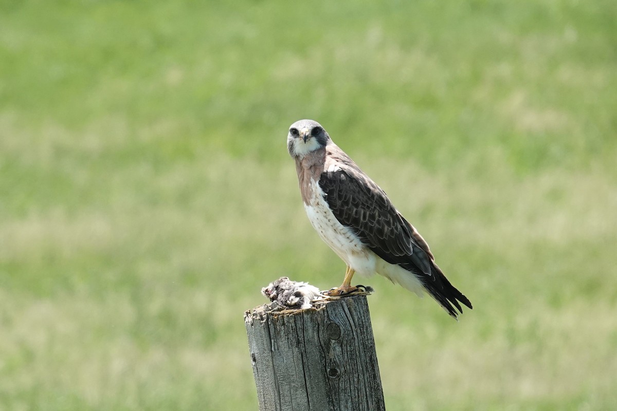 Swainson's Hawk - ML620282478