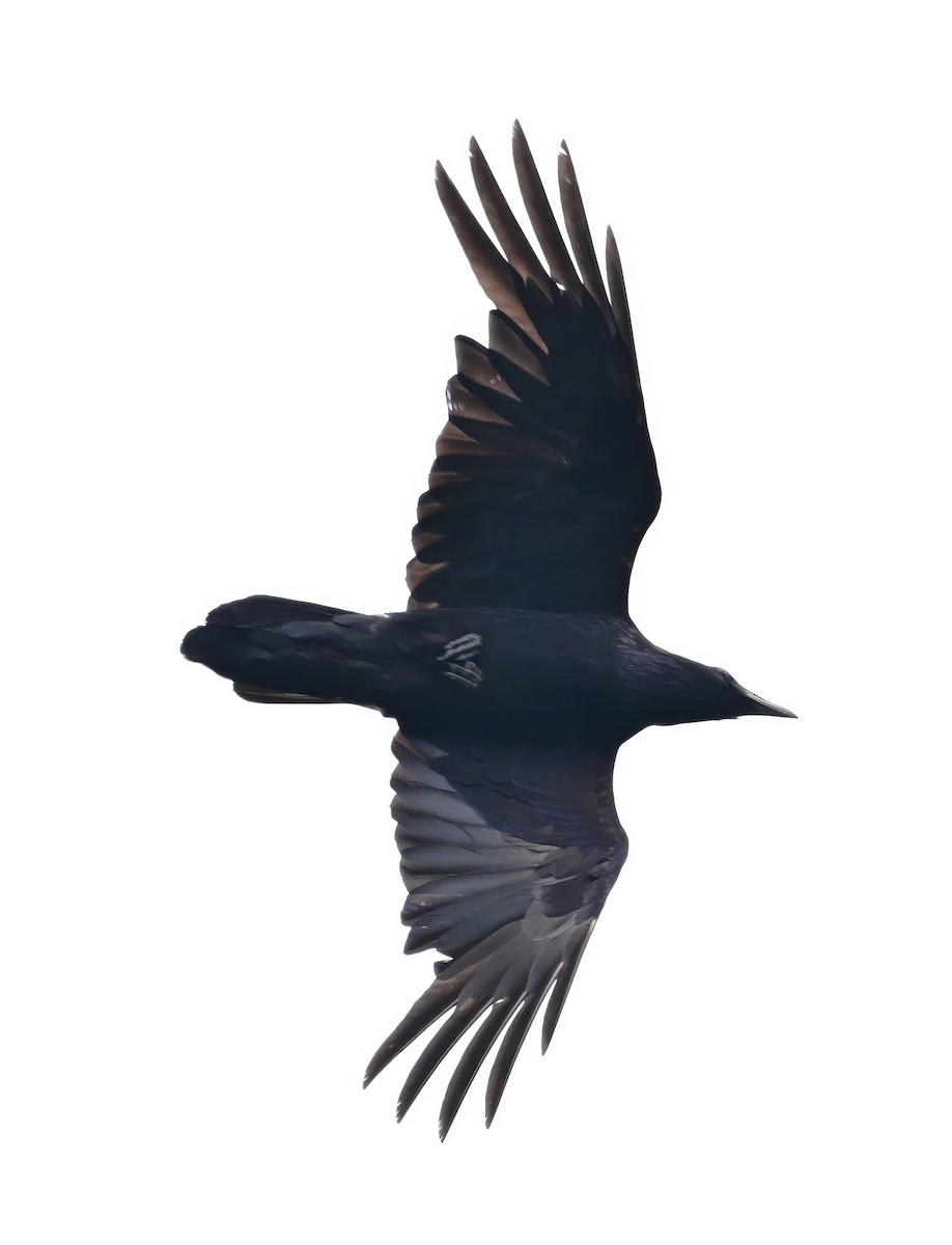 Common Raven - ML620282480
