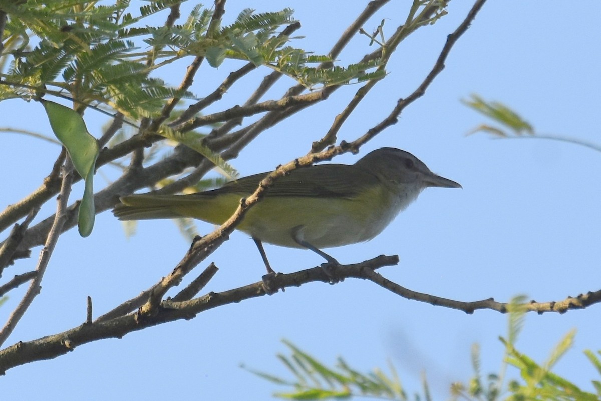 Yellow-green Vireo - ML620282483