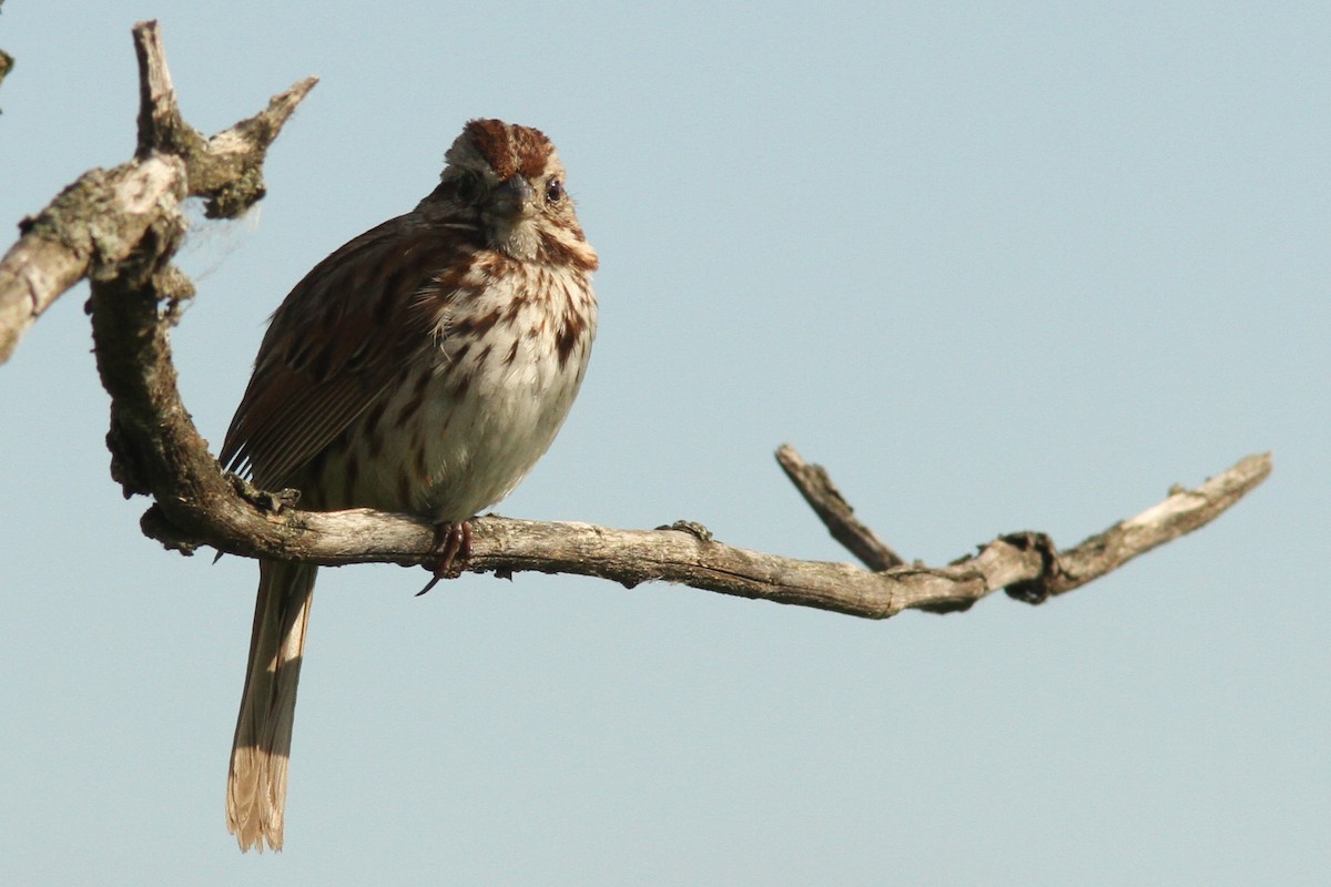 Song Sparrow - ML620282485