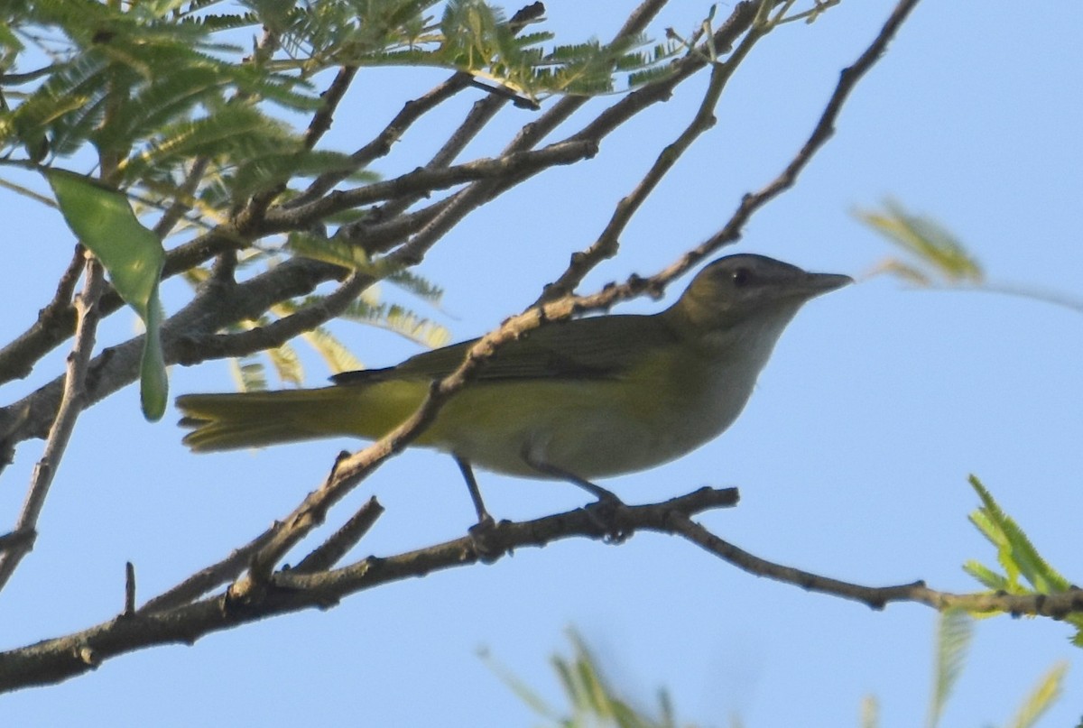 Yellow-green Vireo - ML620282488