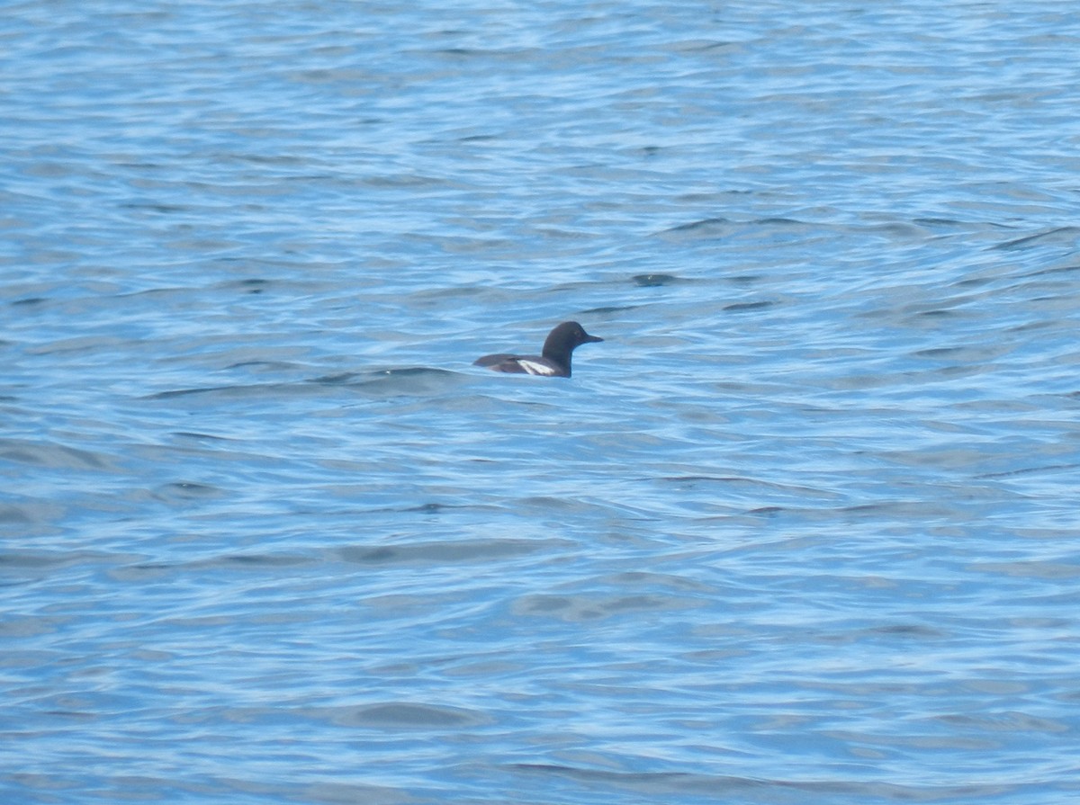 Pigeon Guillemot - ML620282489