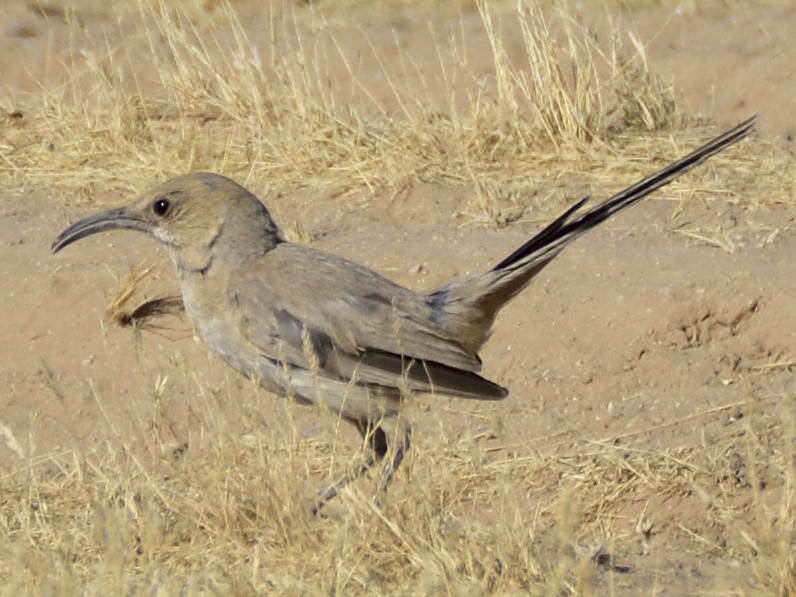 LeConte's Thrasher - ML620282492