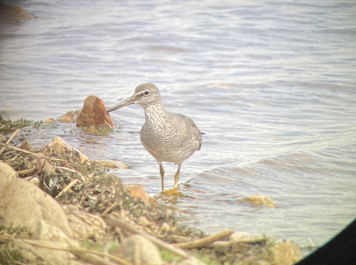 Wandering Tattler - ML620282495