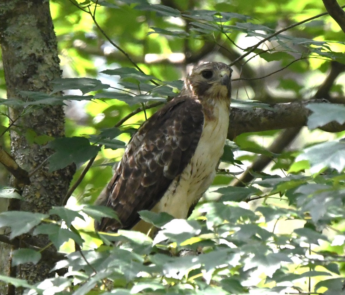 Red-tailed Hawk - ML620282496