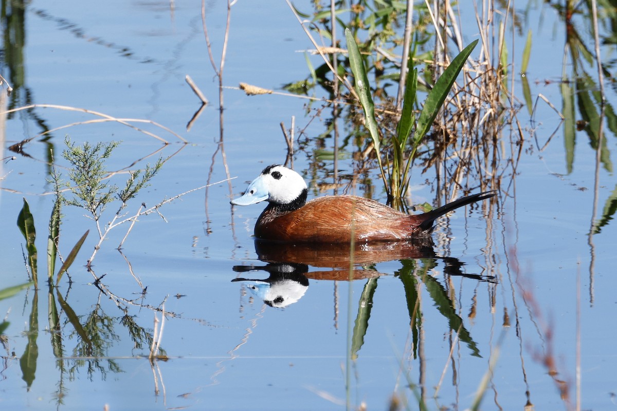 White-headed Duck - ML620282507