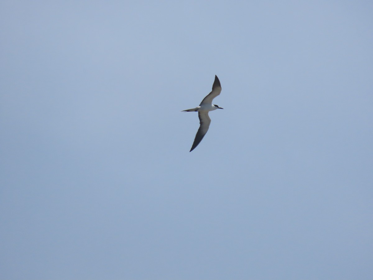 Sooty Tern - ML620282511