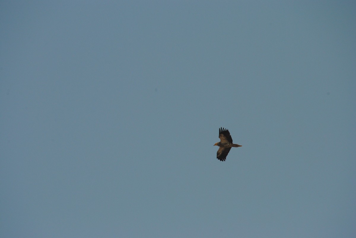 Egyptian Vulture - ML620282514