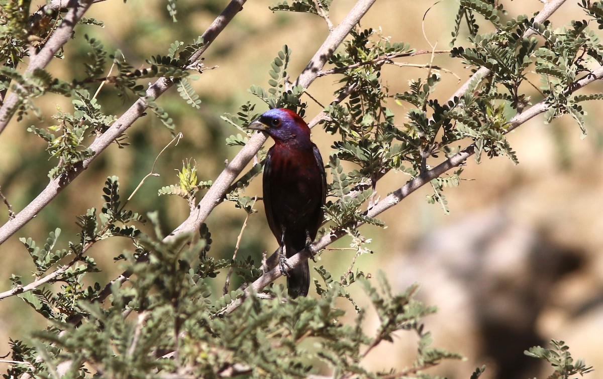 Varied Bunting - ML620282519