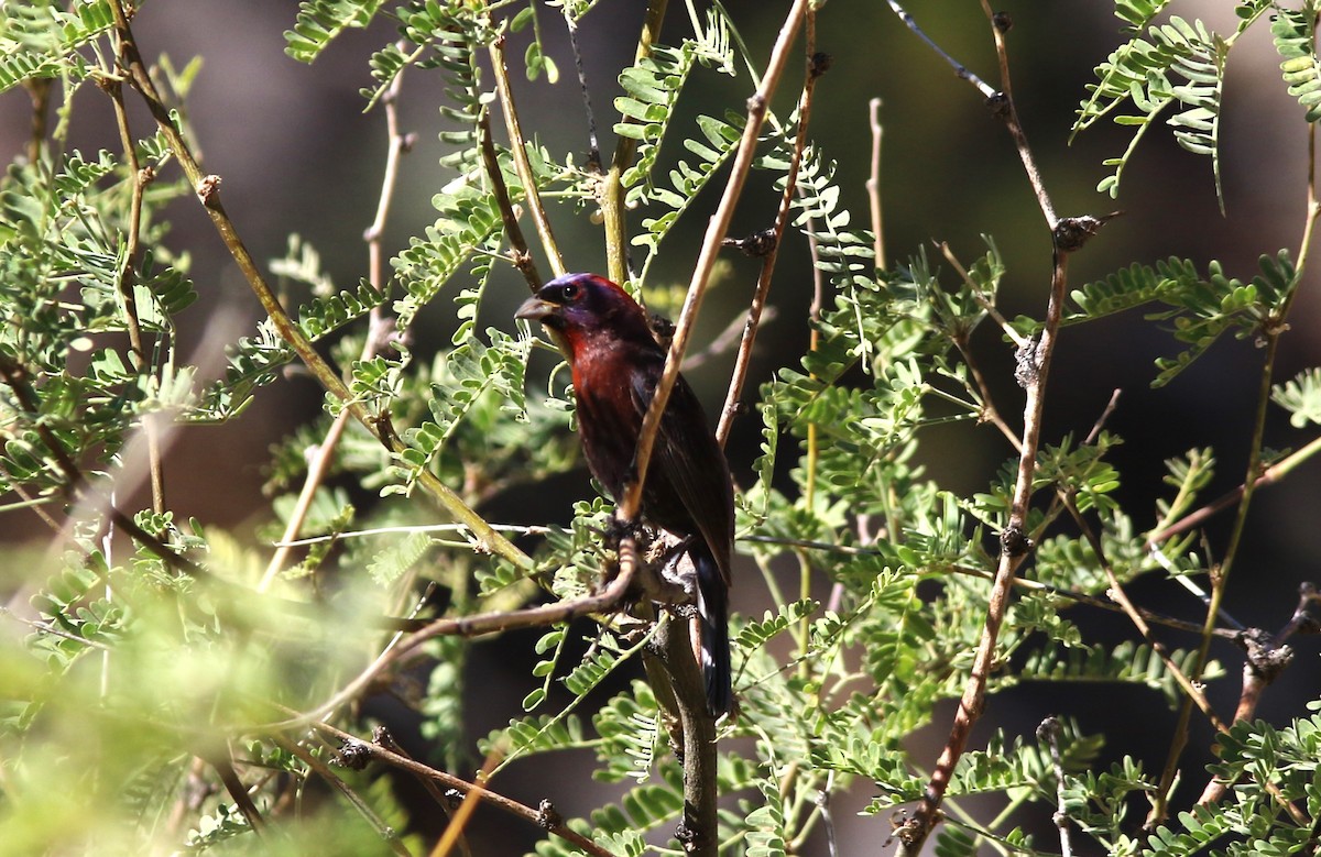 Passerin varié - ML620282520