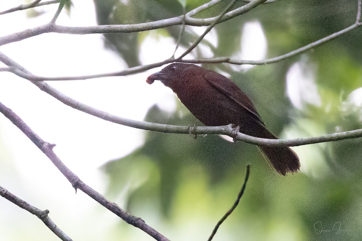 Red-crowned Ant-Tanager - ML620282522