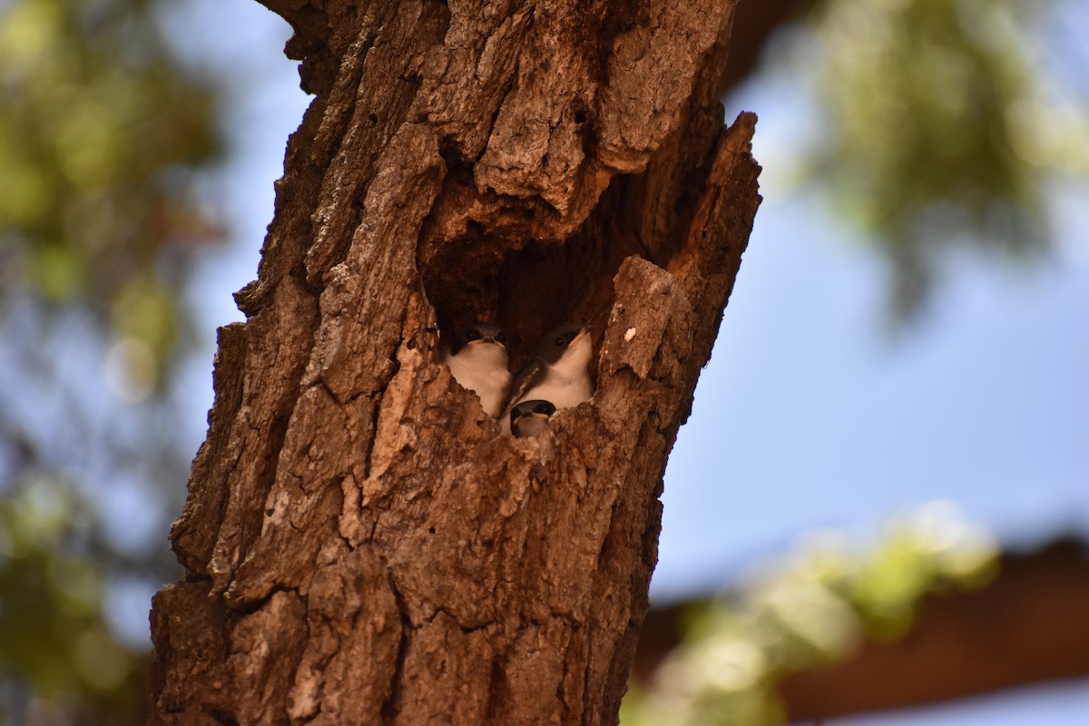 Tree Swallow - ML620282523