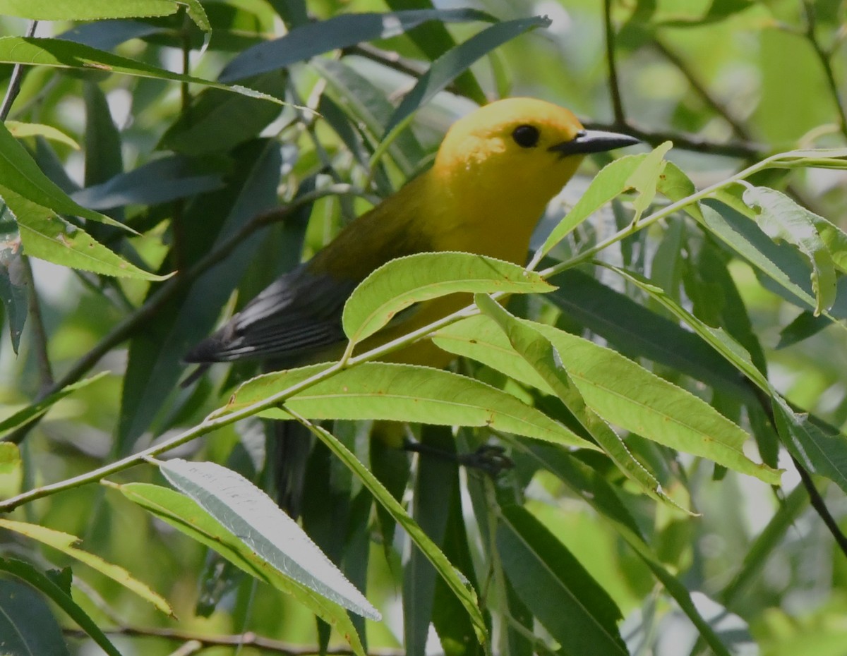 Prothonotary Warbler - ML620282524