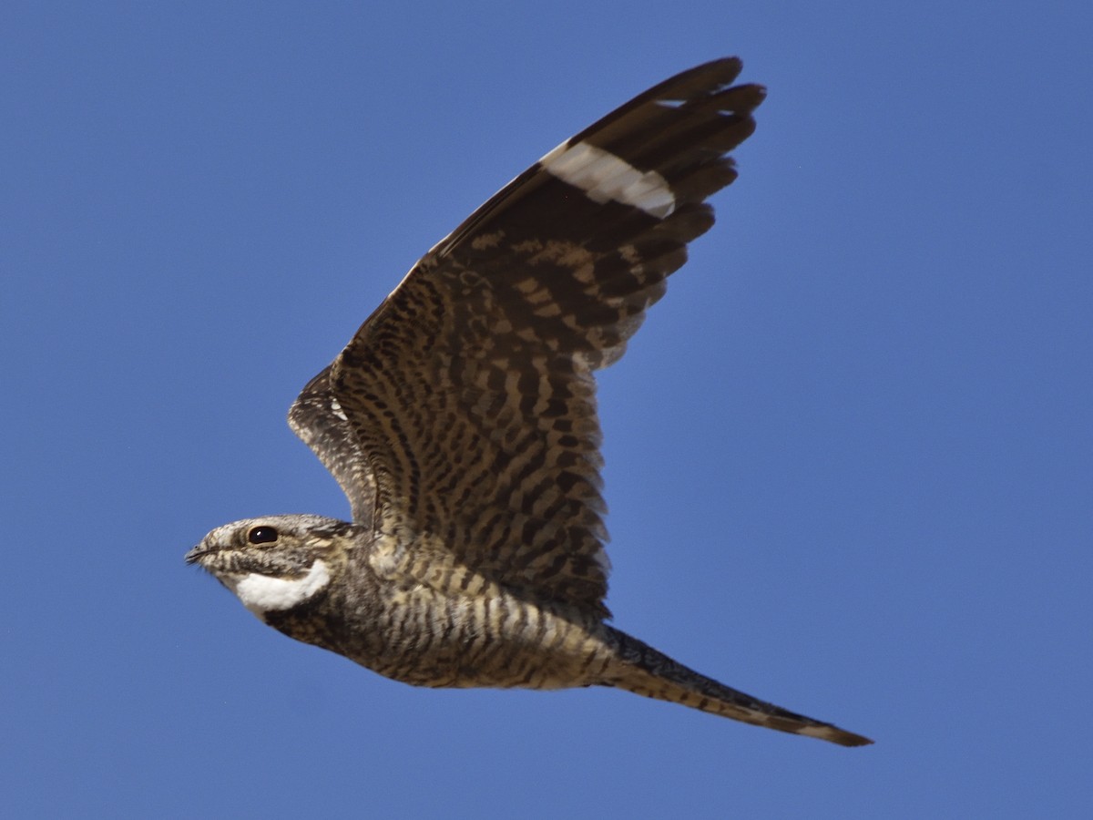 Lesser Nighthawk - ML620282526