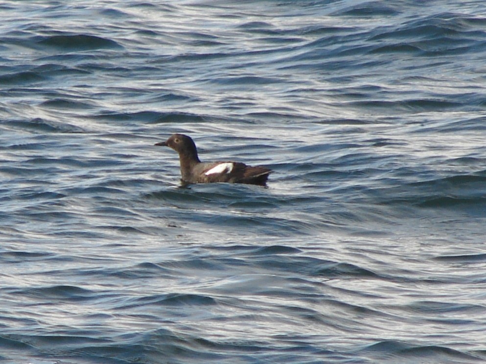 Pigeon Guillemot - ML620282527