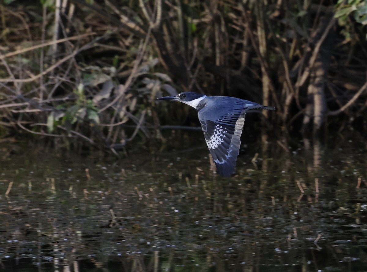 Belted Kingfisher - ML620282530