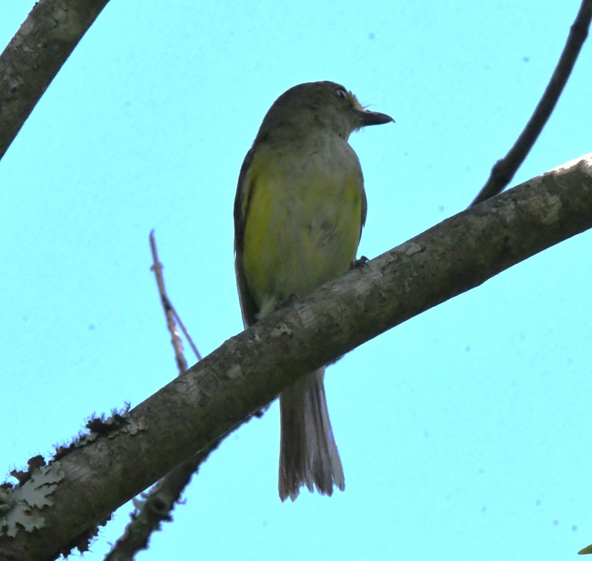 hvitøyevireo - ML620282534