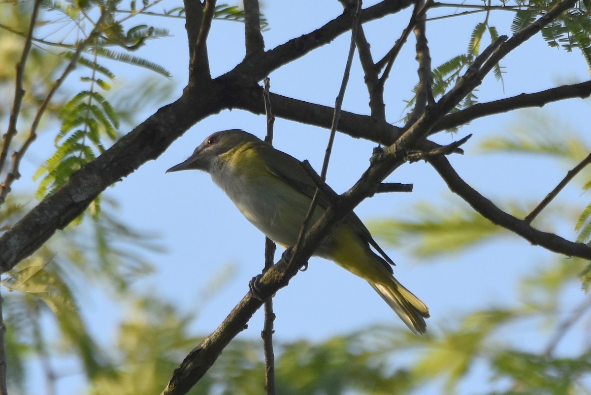 Yellow-green Vireo - ML620282536