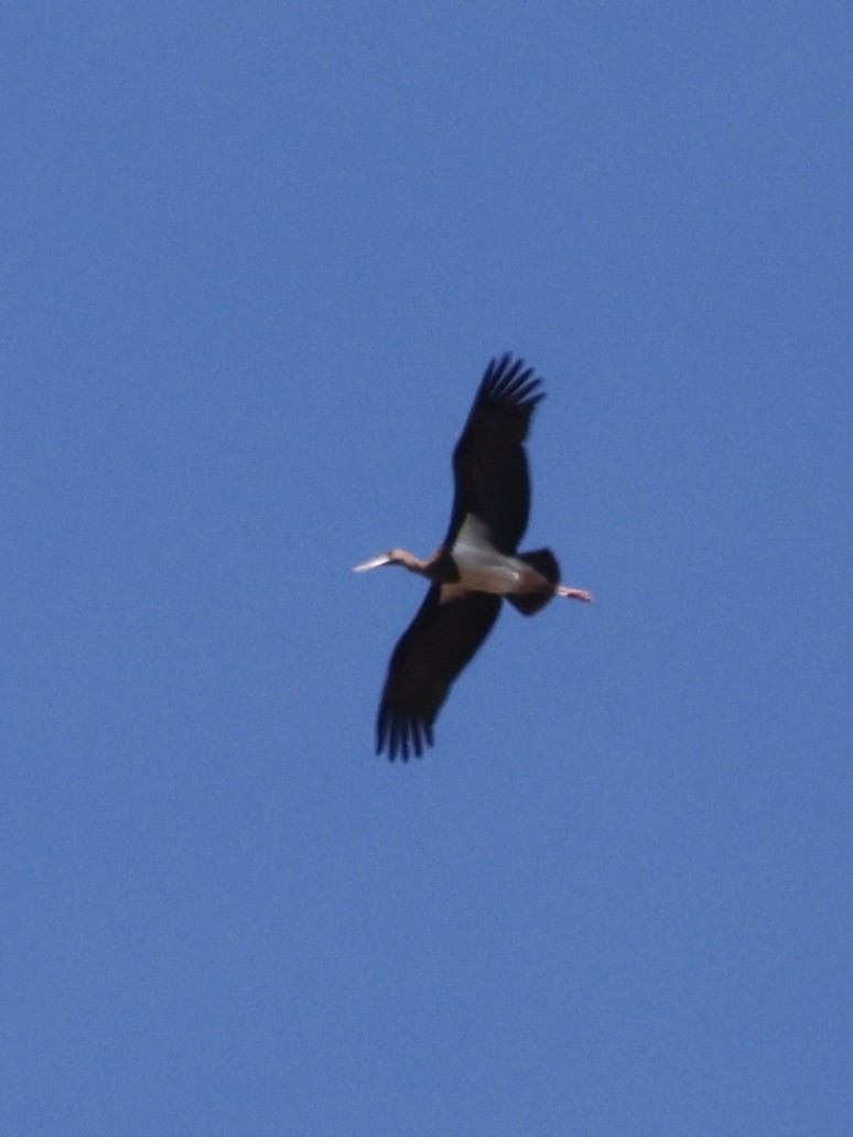 Black Stork - ML620282537