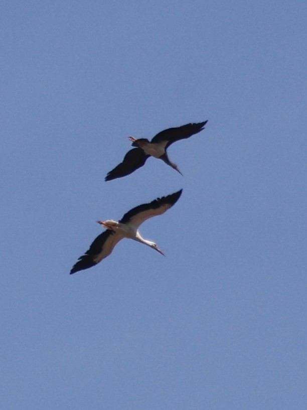 Black Stork - ML620282538