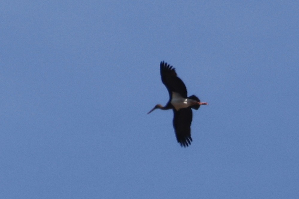 Black Stork - ML620282539