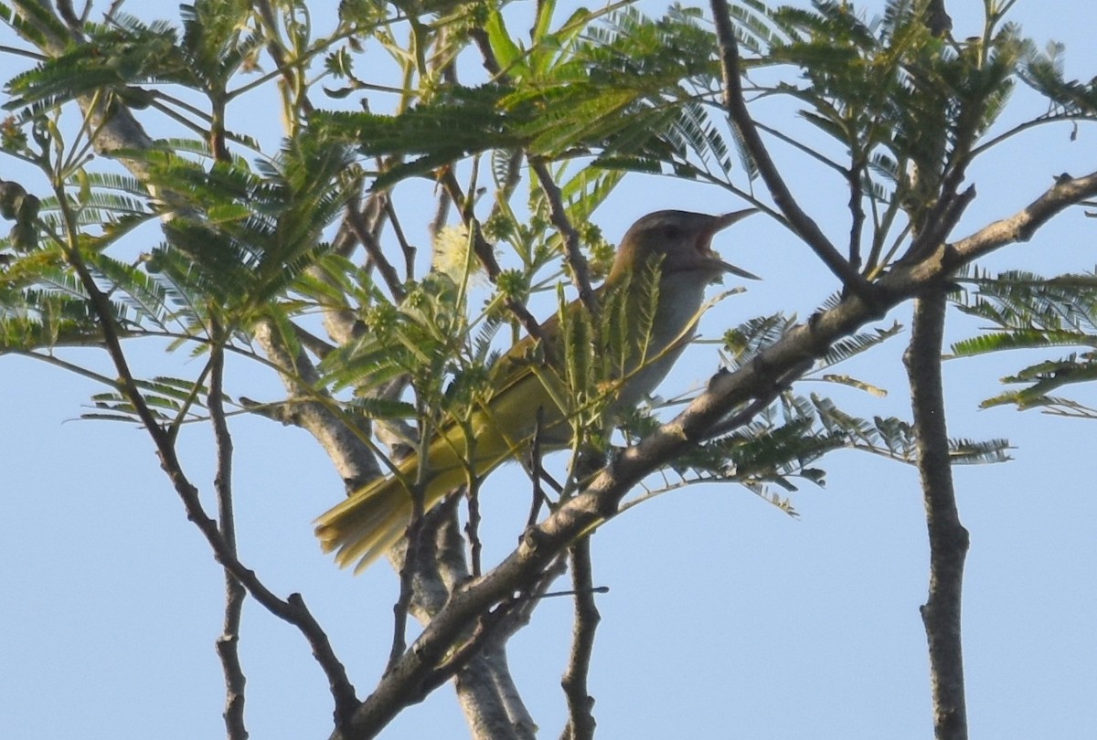 Yellow-green Vireo - ML620282540