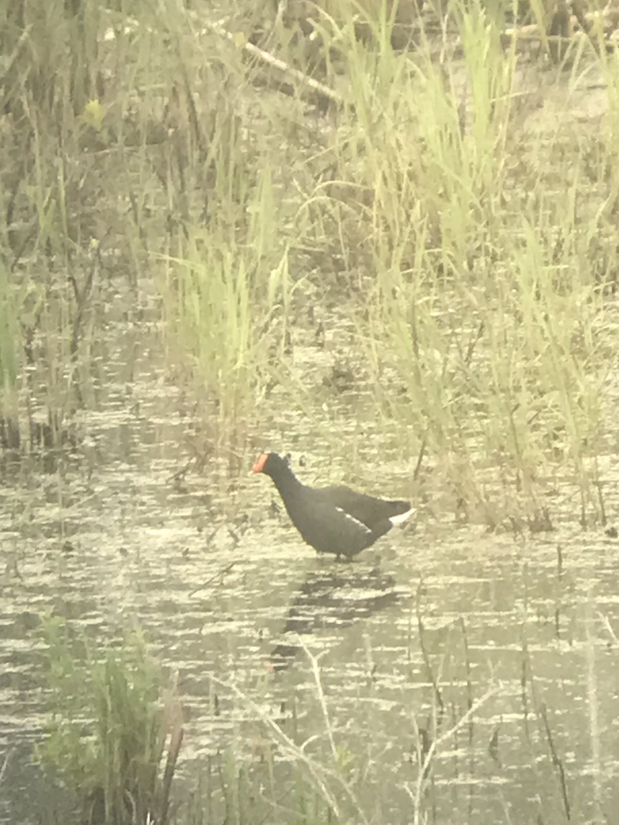 Common Gallinule - ML620282542