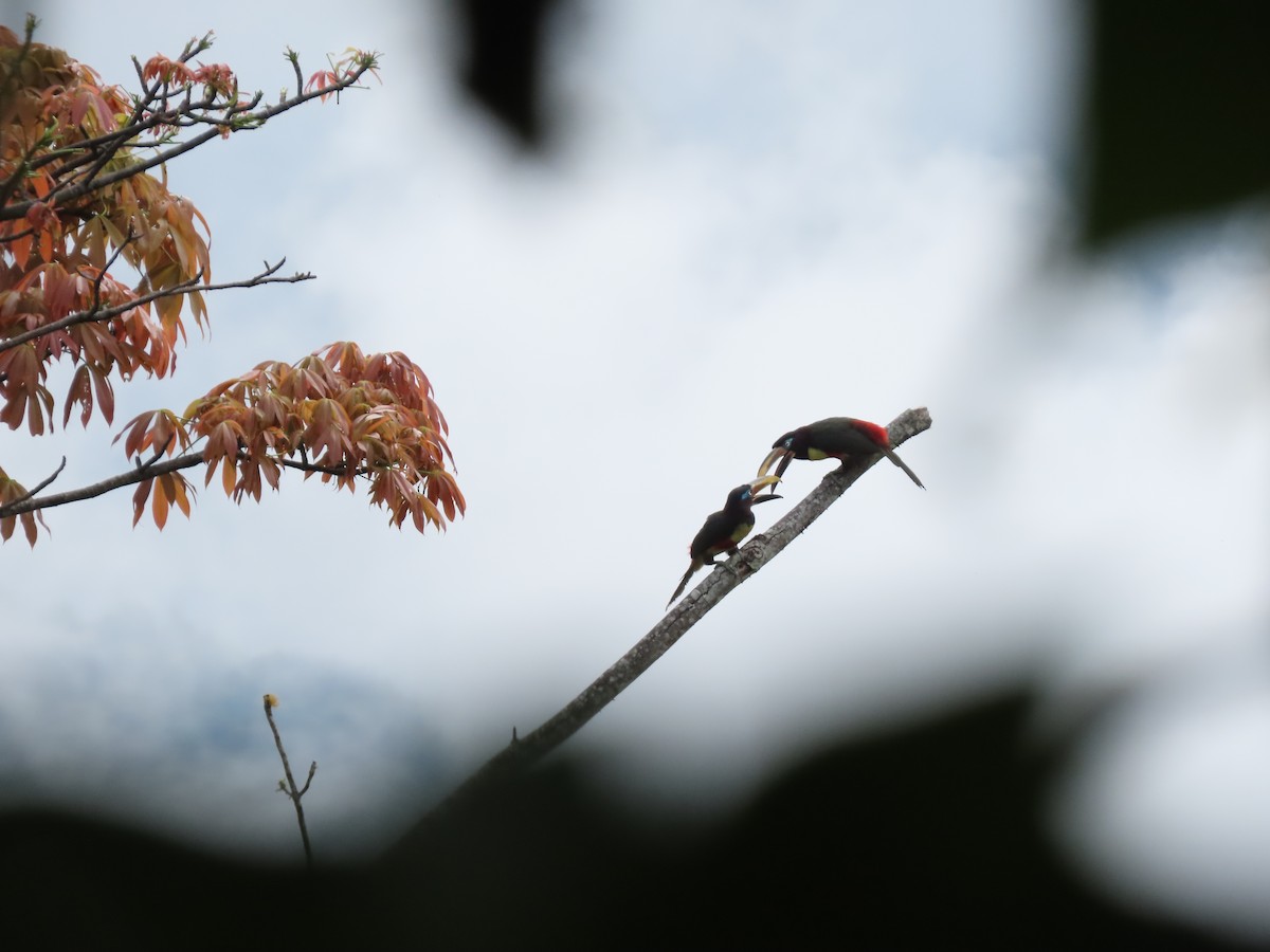 Chestnut-eared Aracari - ML620282543