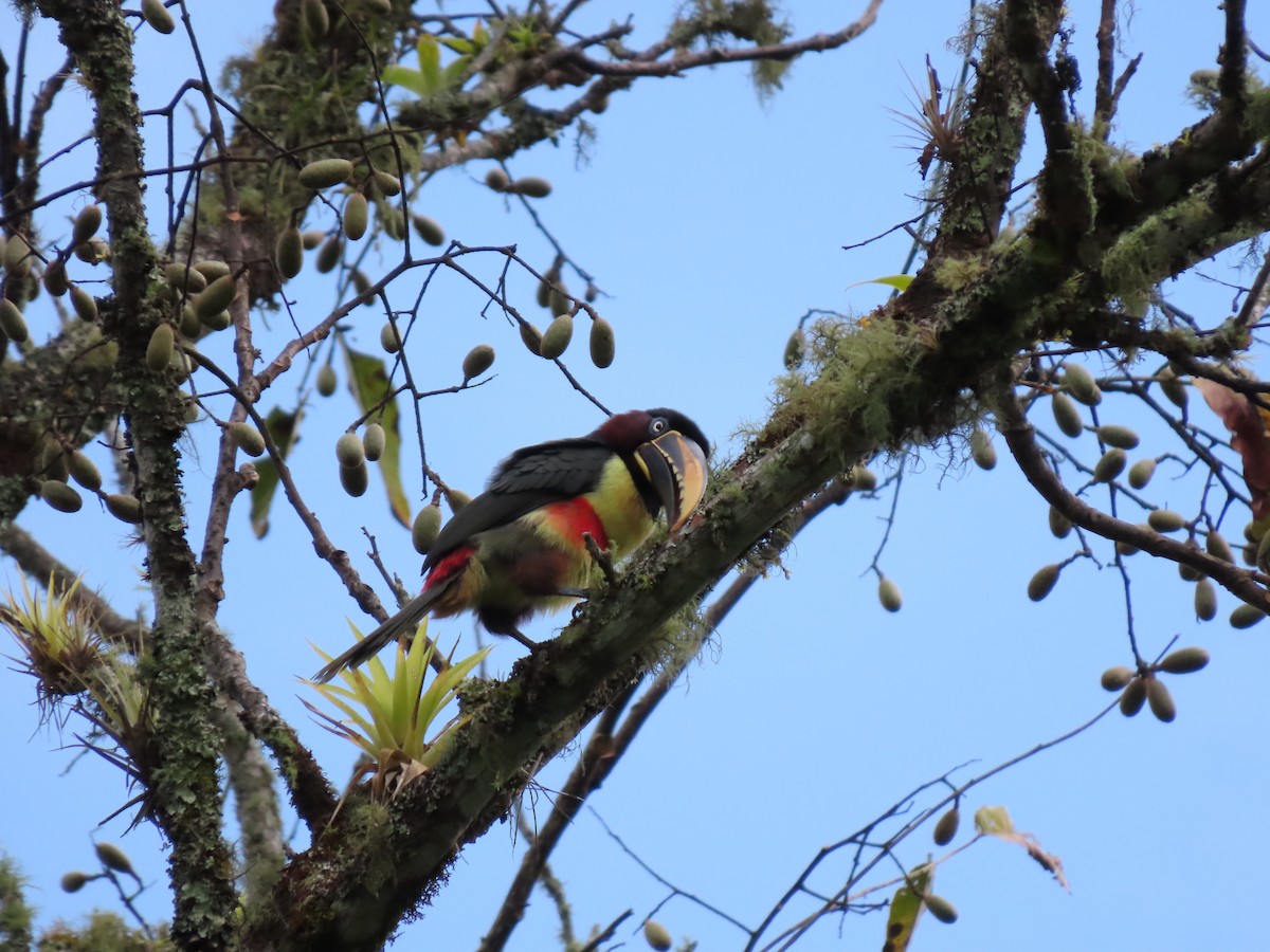 Chestnut-eared Aracari - ML620282545