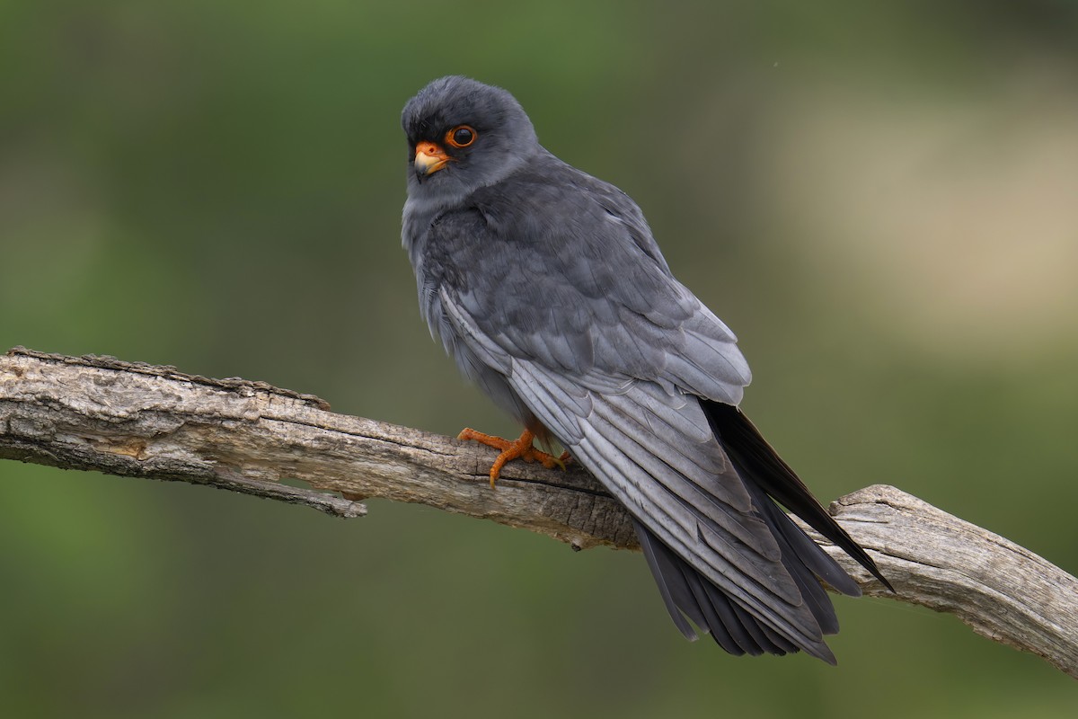 Red-footed Falcon - ML620282548