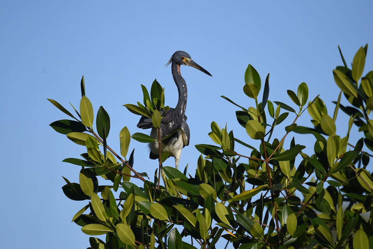 Tricolored Heron - ML620282553