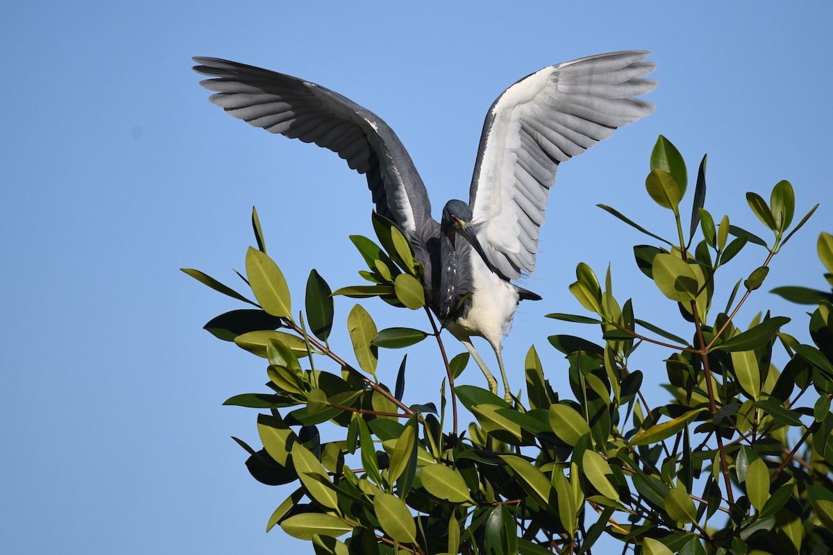 Tricolored Heron - ML620282556