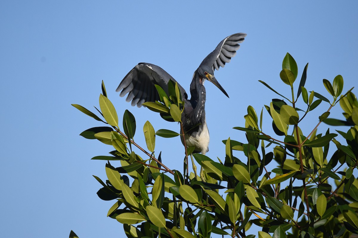 Tricolored Heron - ML620282557