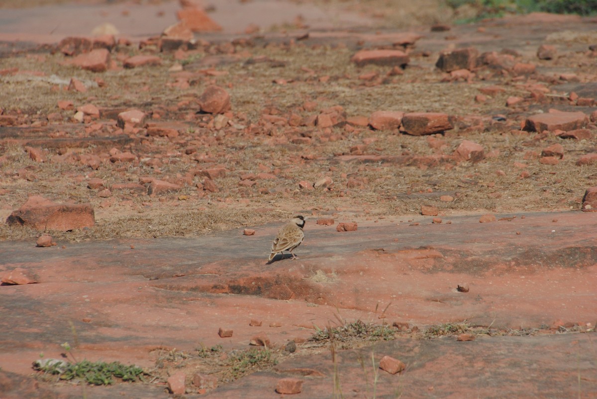 Ashy-crowned Sparrow-Lark - ML620282558