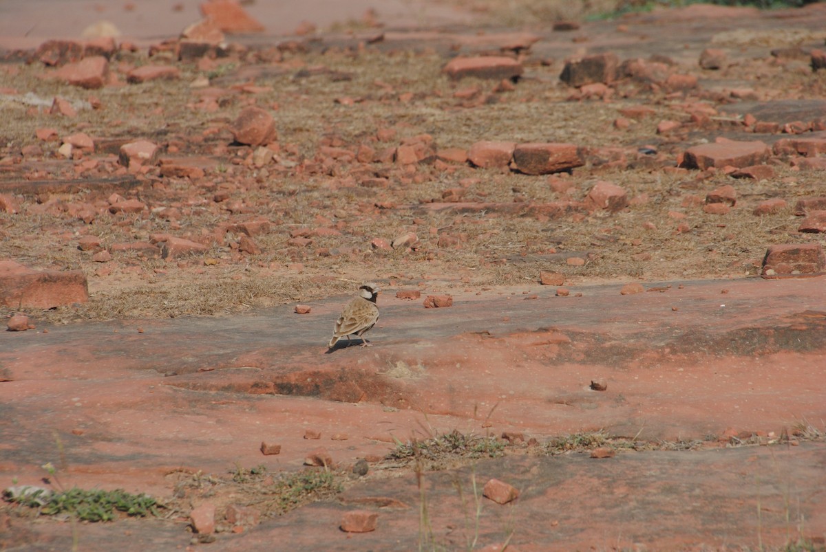 Ashy-crowned Sparrow-Lark - ML620282559